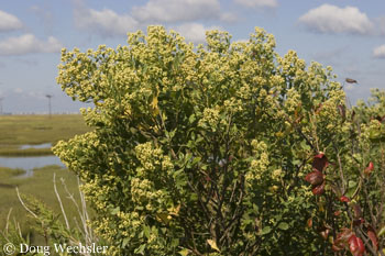 Marsh Elder _F2B2939.jpg  Iva frutescens